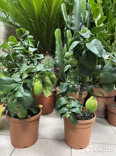 Цитрус лимон