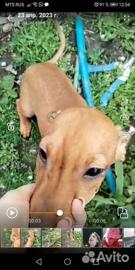 Щенки бесплатно