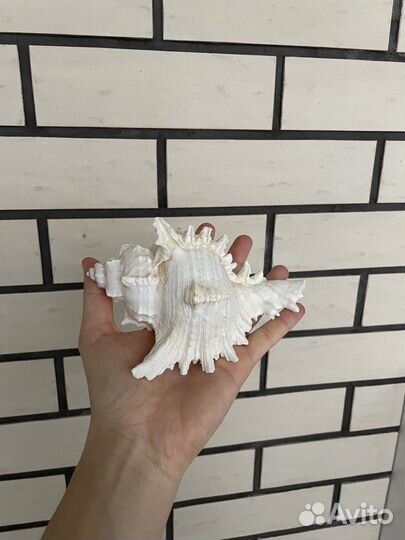 Морские ракушки Ципрея Тигрис, Мурекс Ветвистый