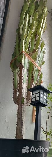 Молочай трехгранный