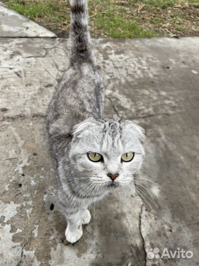 Шотландская вислоухая кошка бесплатно