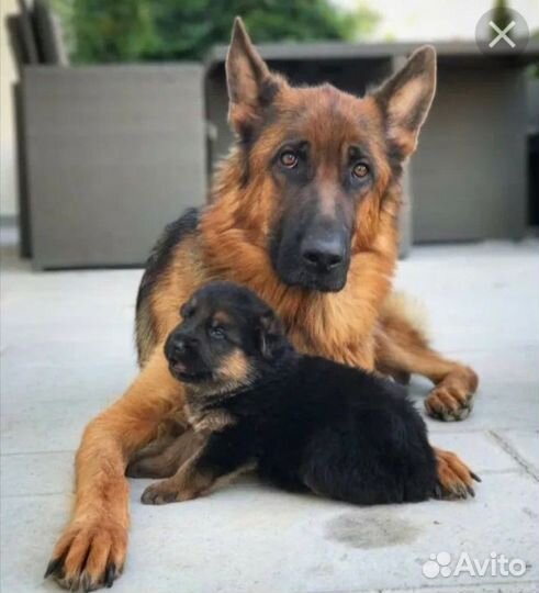 Немецкая овчарка