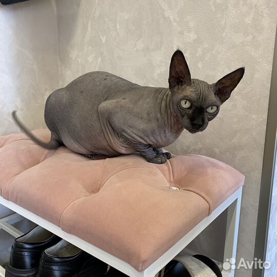 Передержка животных