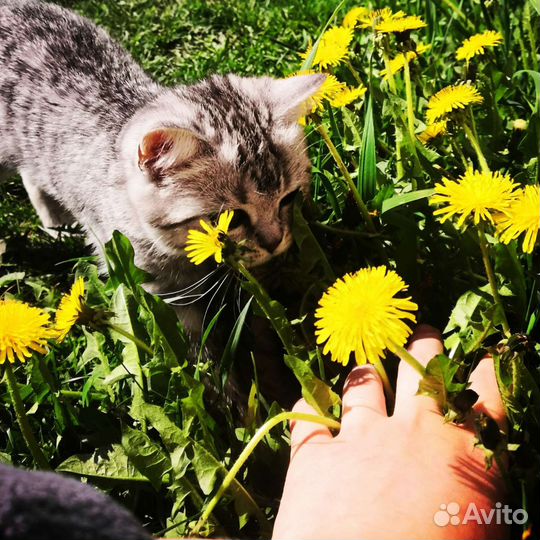 Отдам в хорошие руки