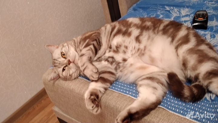 Британский кот