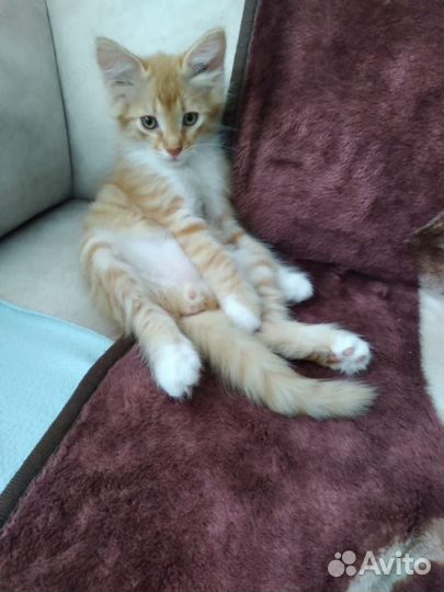 Котенок