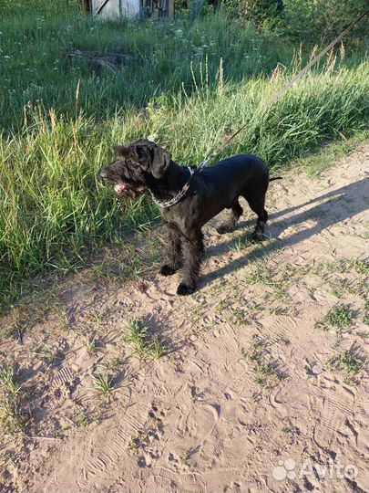 Вязка резишнауцер