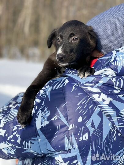 Щенок в добрые руки бесплатно