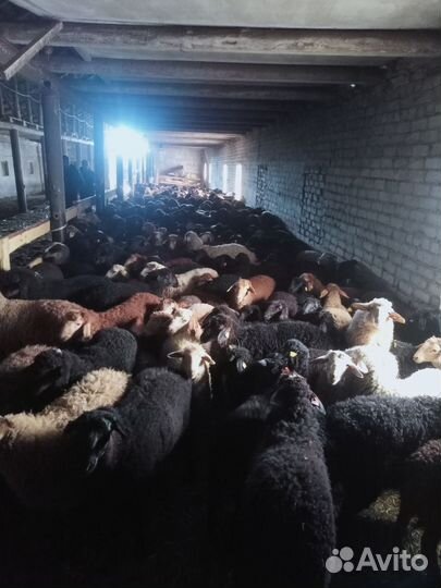 Овцы барана