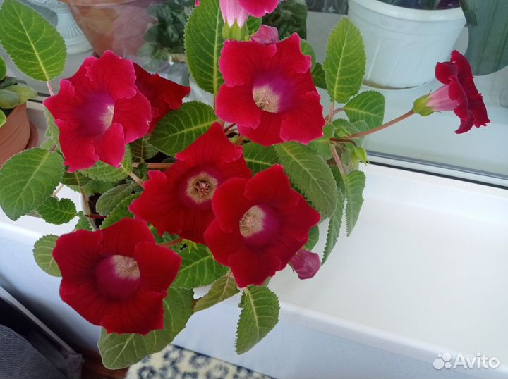 Глоксиния корешки