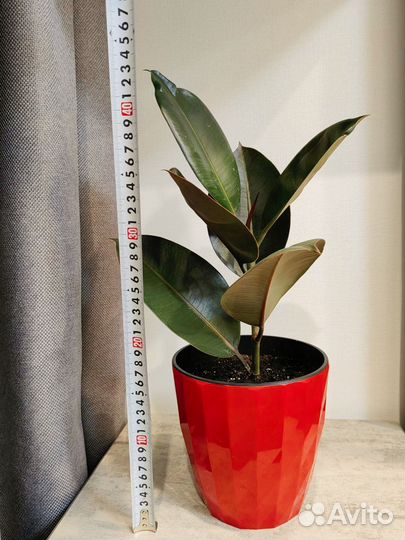 Фикус каучуконосный эластика