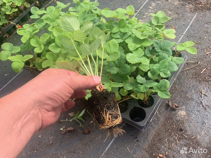 Рассада клубники