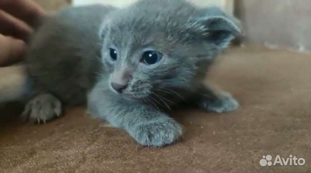 Вислоухий котенок бесплатно