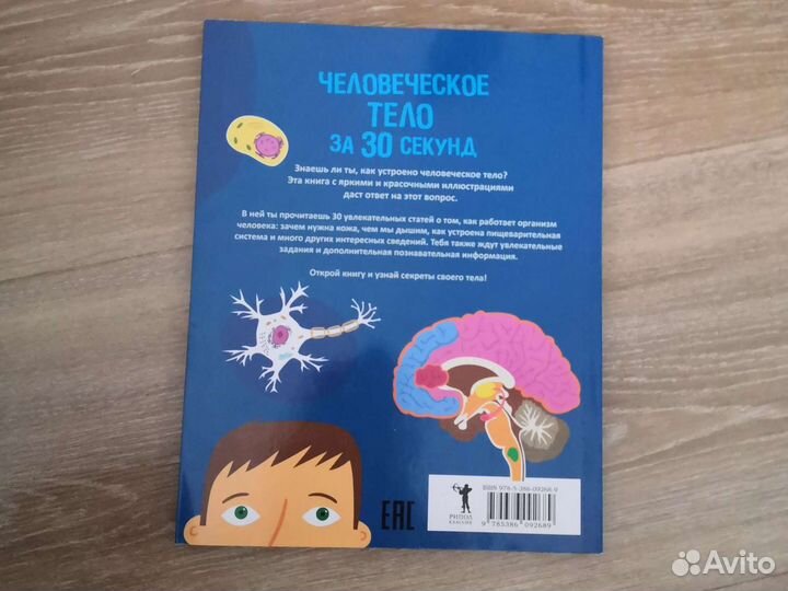 Человеческое тело за 30 секунд