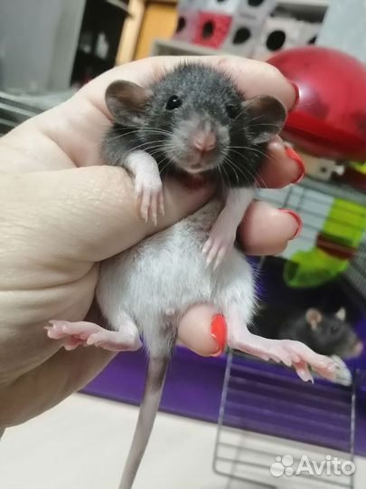 Крыса крысята дамбо