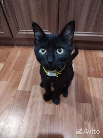 Отдам котика 5 мес