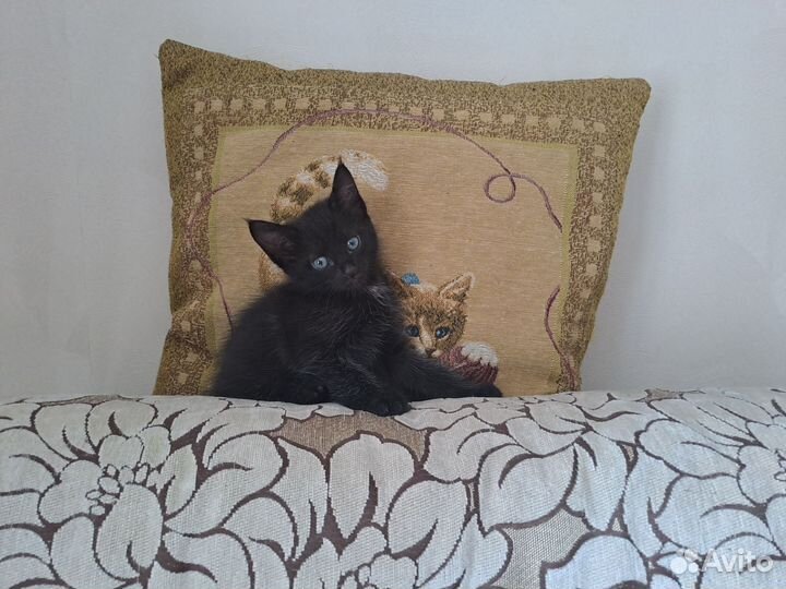 Кошки