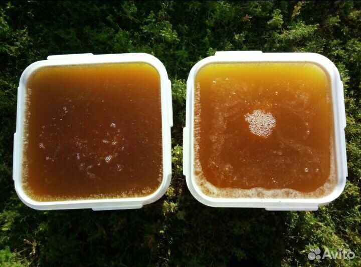 Мед оптом с Алтая цветочный