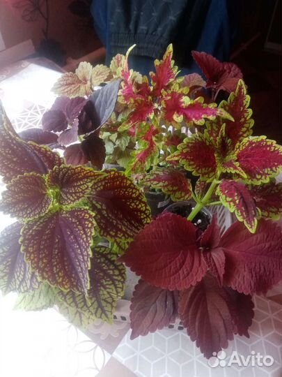 Колеусы сортовые