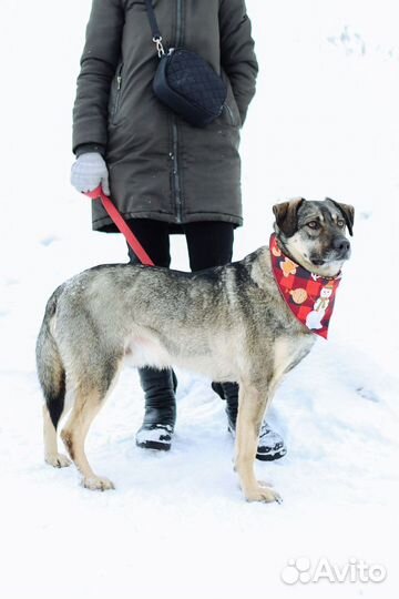 Собака с дества в приюте