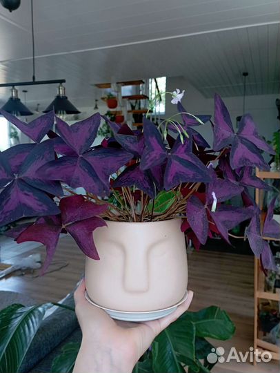 Кислица оксалис фиолетовая и плюм крейзи