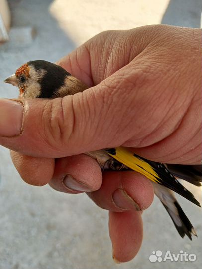 Птичка певчая щегол