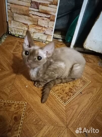 Девон рекс