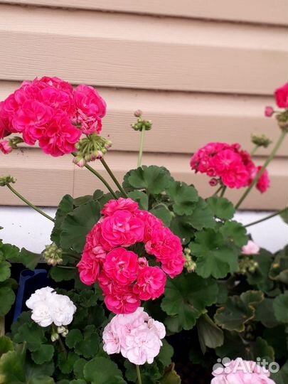 Пеларгония герань