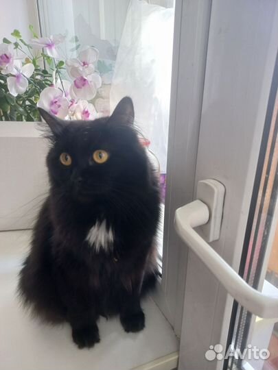 Кошка в дар бесплатно