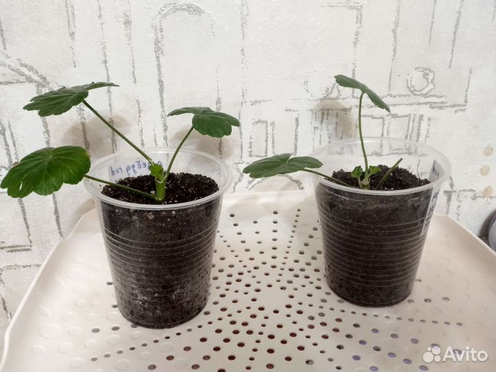 Герань пеларгония розебудная красная