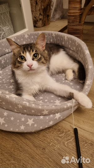 2 котенка-неразлучника в добрые руки