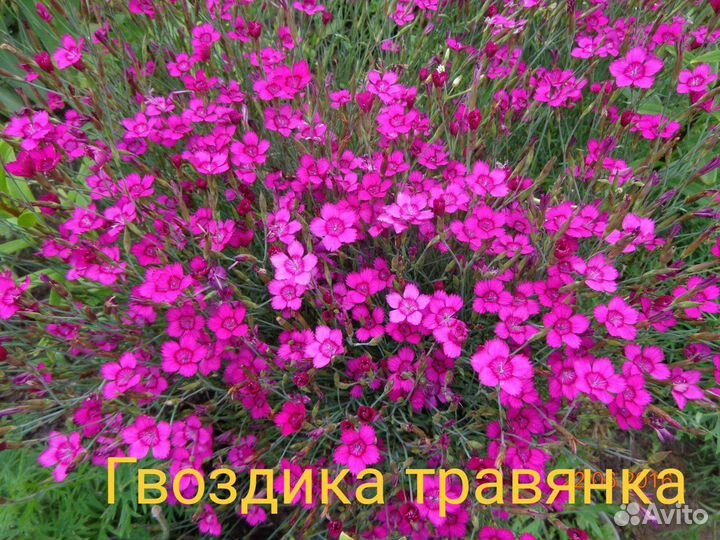 Семена многолетних цветов