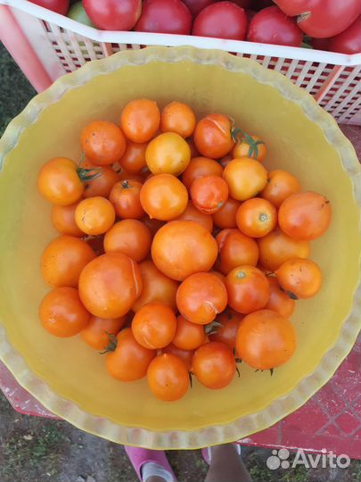 Огурцы свежие домашние, помидора