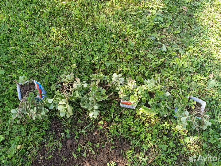 Седум розовый (Очиток ложный)