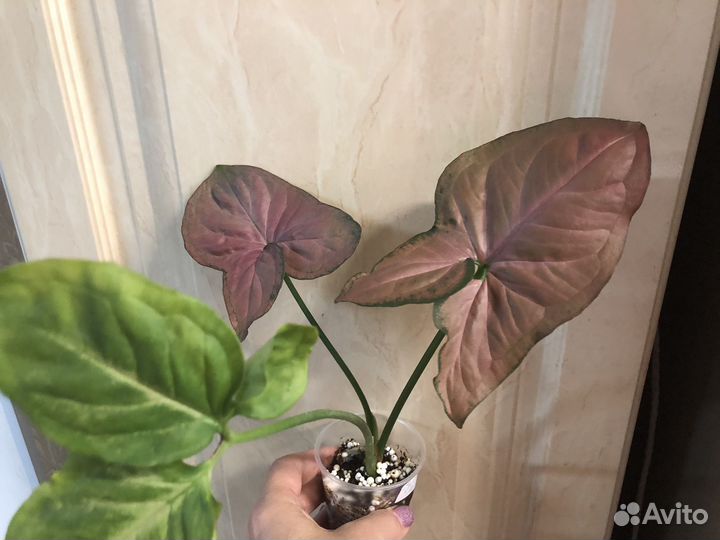 Сингониум Супер Ред