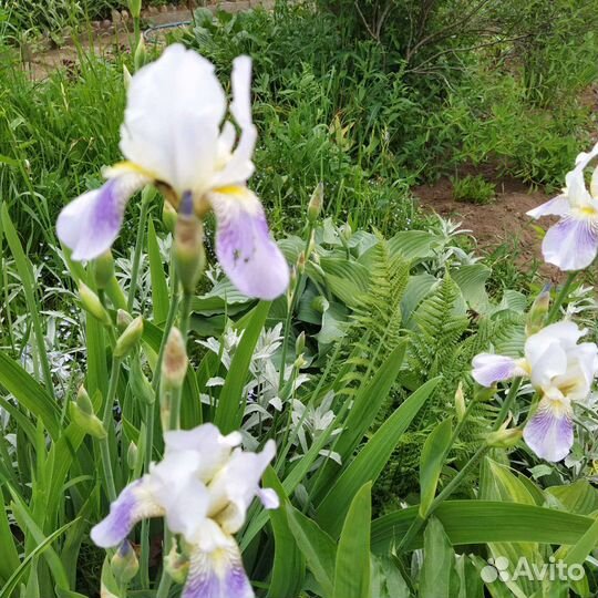 Ирисы