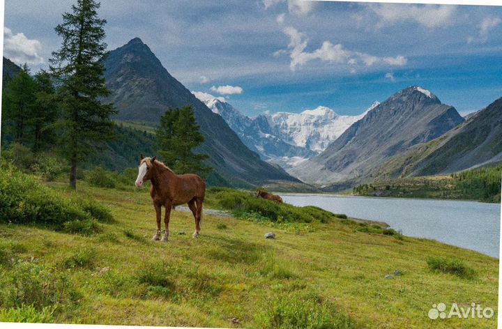Тур поездка Алтай лето программы 4-7 дней