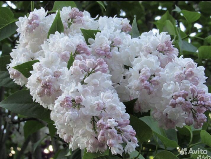 Сирень Красавица Москвы 2-х годовалый саженец