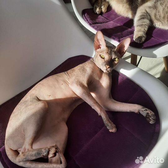 Донской сфинкс вязка(кошка)