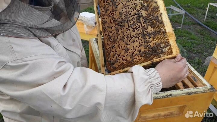 Пчеломатки бакфаст