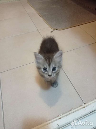 Кошка в дар бесплатно