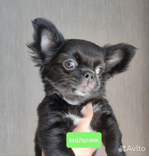 Щенки чихуахуа