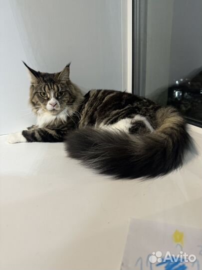 Кошка Мейн-кун