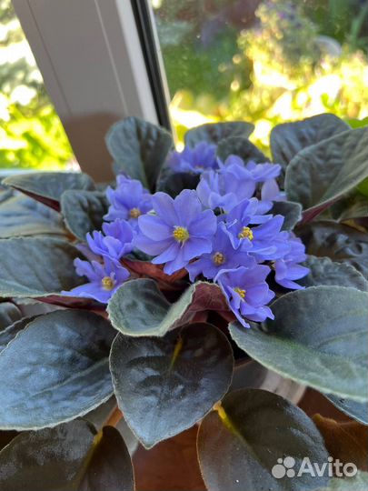 Продам цветы комнатные