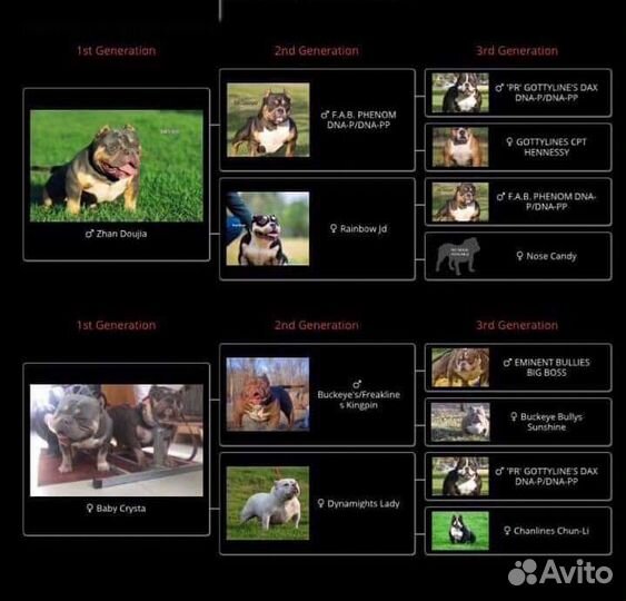 Вязка американский булли из Китая