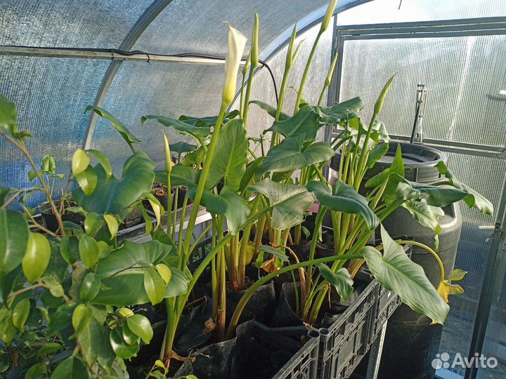 Калла белая эфиопская цветущая