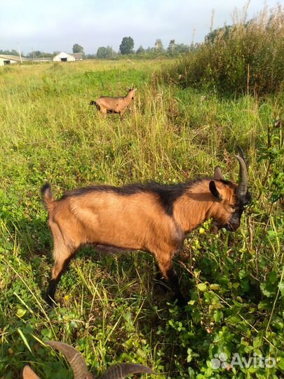 Чешский козёл