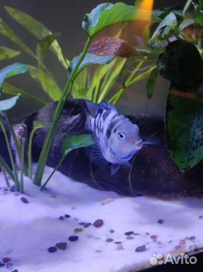 Рыбка сапфировый попугай