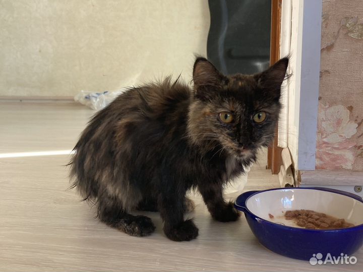 Котенок в добрые руки, в любой район города