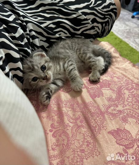 Вислоухая кошка бесплатно